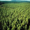Pine_forest_in_Sweden