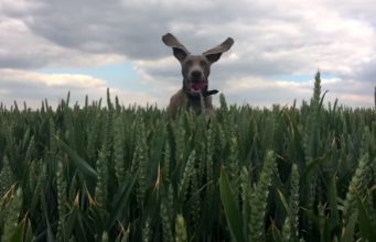 Apple nahrál 8 krátkých reklam propagující fotoaparát u iPhonu