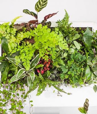 Podívejte se na využití starých Maců, které nyní slouží jako květináče