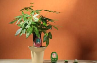 CES 2026: Senso je chytrý senzor, který se snaží pomocí umělé inteligence zlepšit péči o rostliny